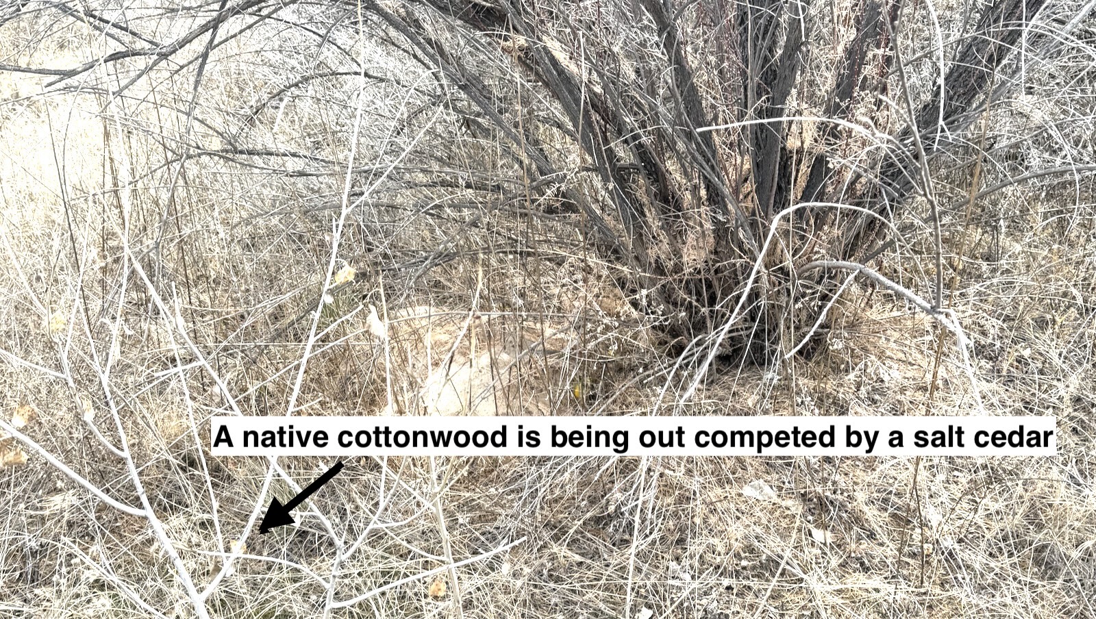 Young cottonwoods competing with salt cedar on the riverbank