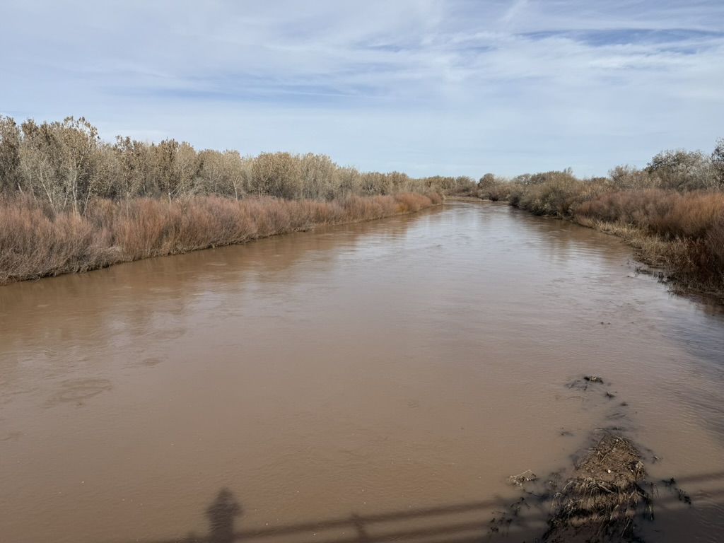Salt cedar along the Rio Grande