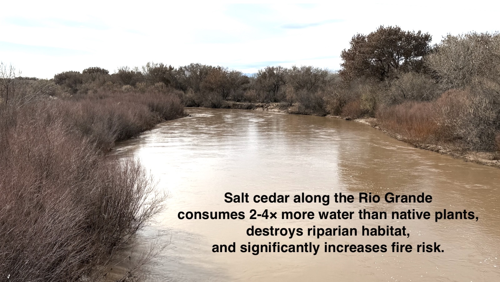 Rio Grande corridor highlighting salt cedar stands near the water