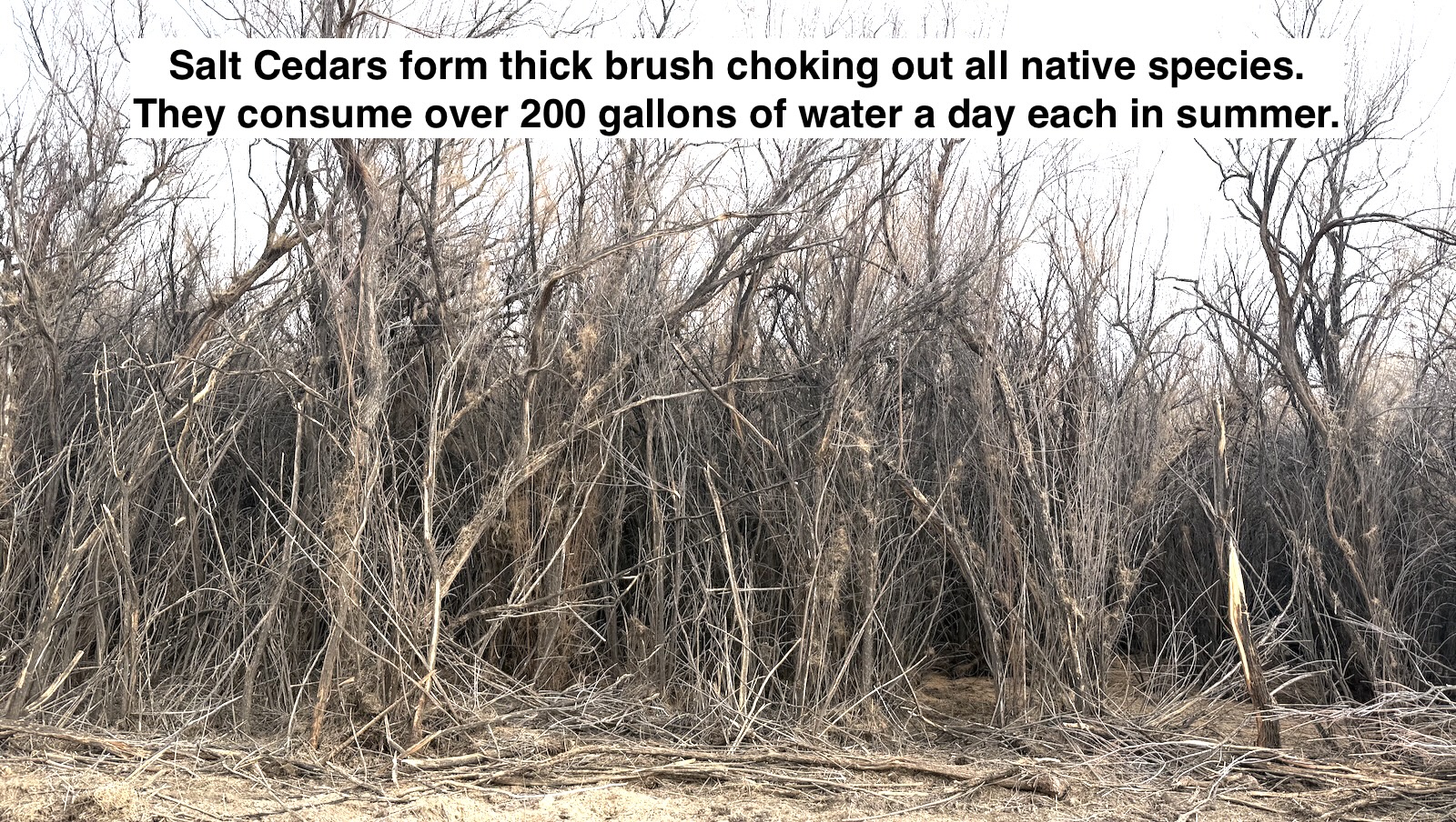 Close view of salt cedar stems targeted for removal
